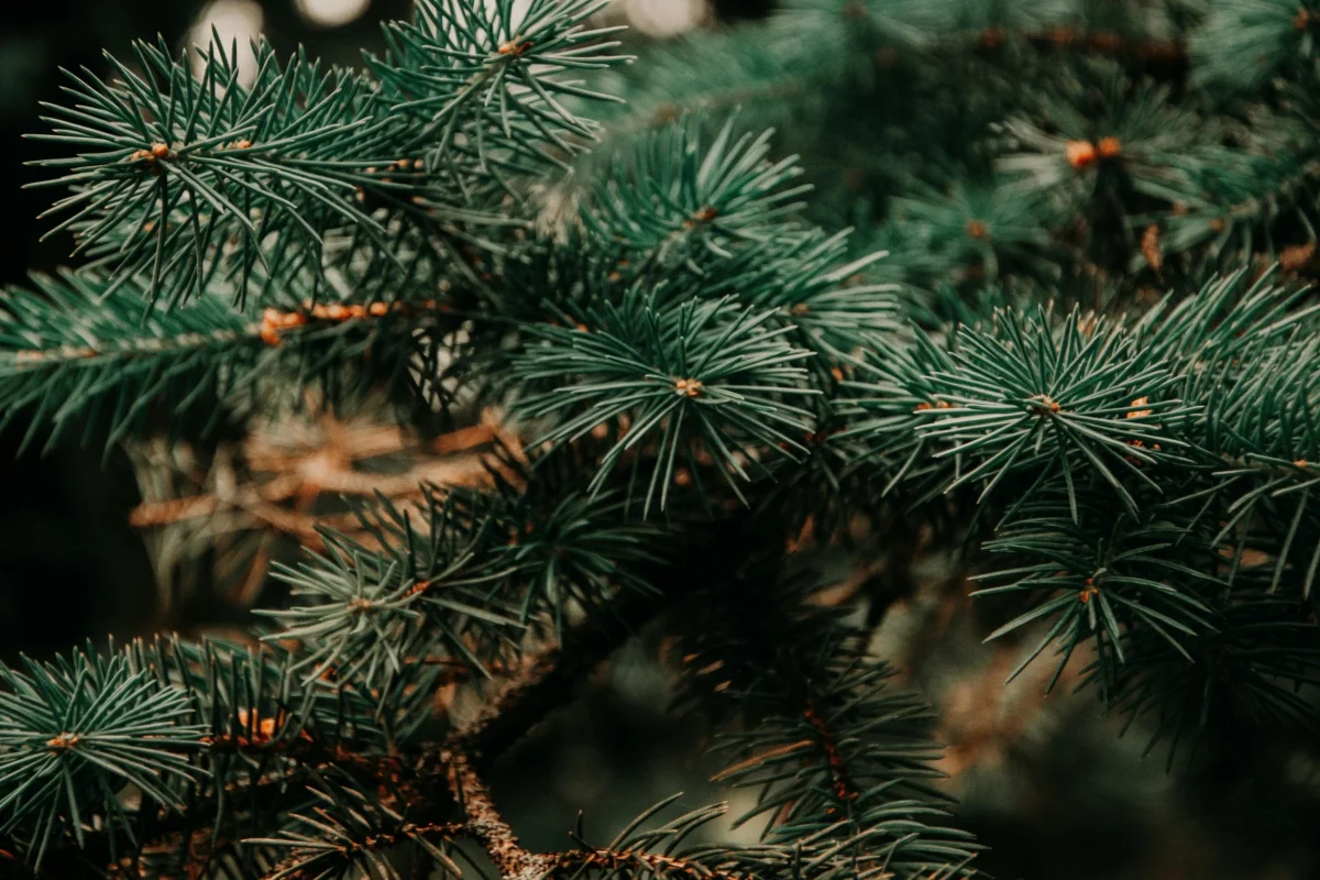 Christmas Tree Climate Impact