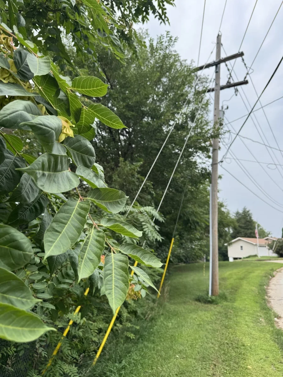  The invasive Tree of Heaven can be found all over the city of Bellevue, including this tree on Bellevue Boulevard South. The Tree of Heaven is quick to reproduce, and it releases chemicals into the soil that harm other plants. 
