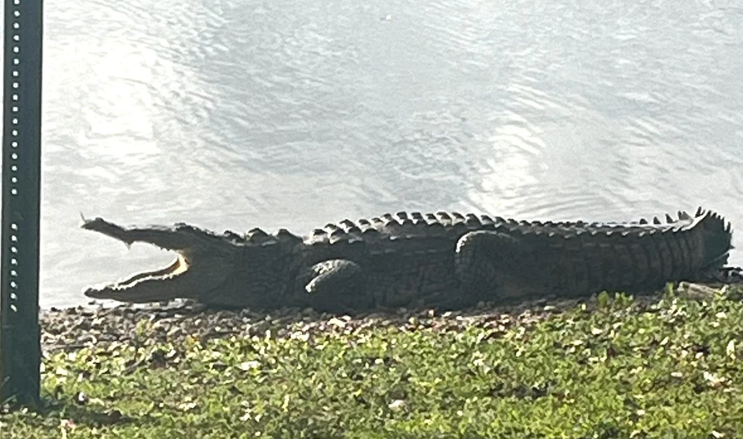  Photo of a “gaping” crocodile, taken by the author in her neighborhood in South Florida. 