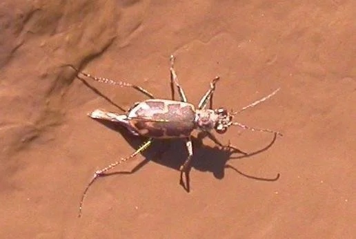 Salt Creek tiger beetle; photo courtesy of U.S. Fish and Wildlife Service.