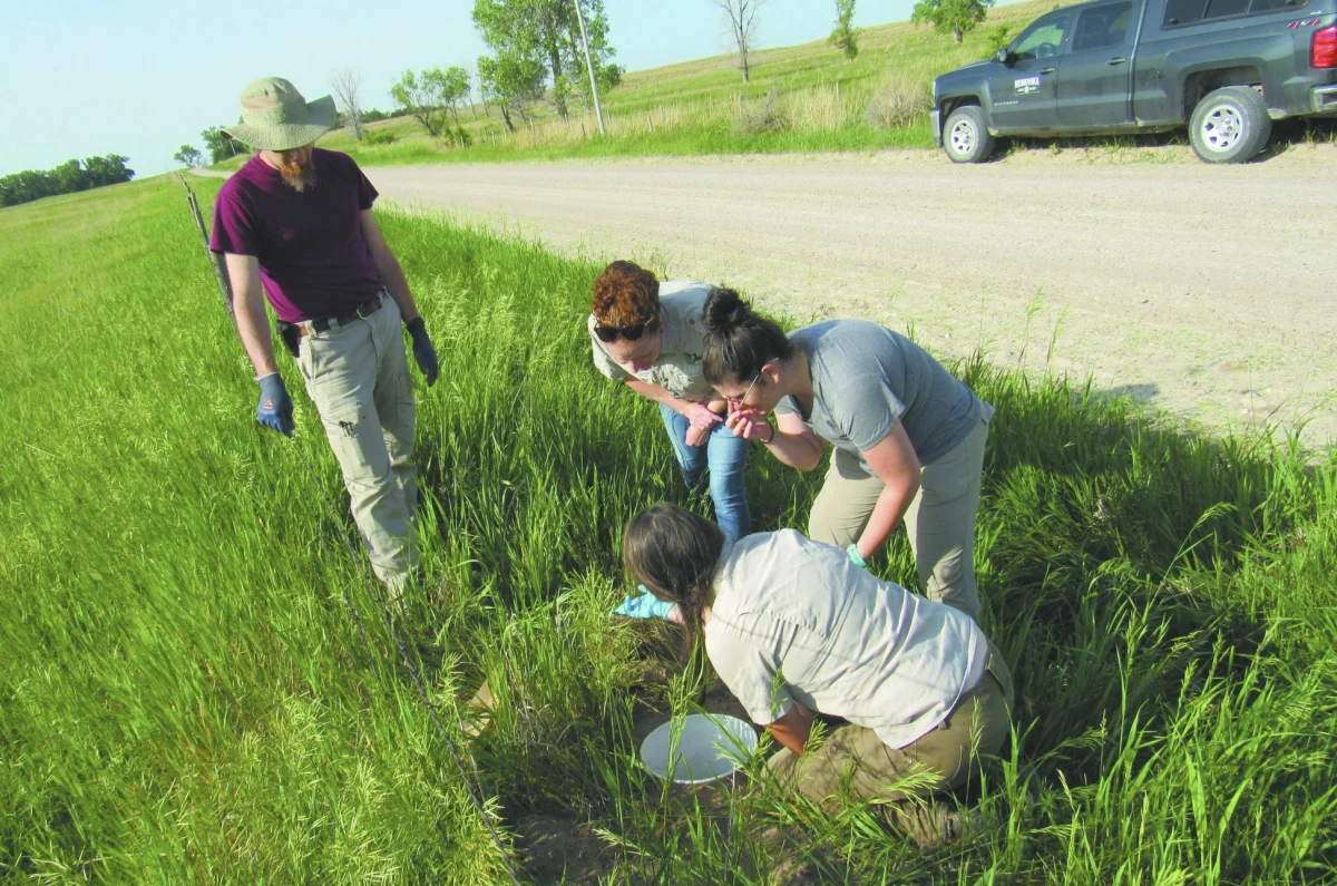 Endangered Species Affect Bellevue Community