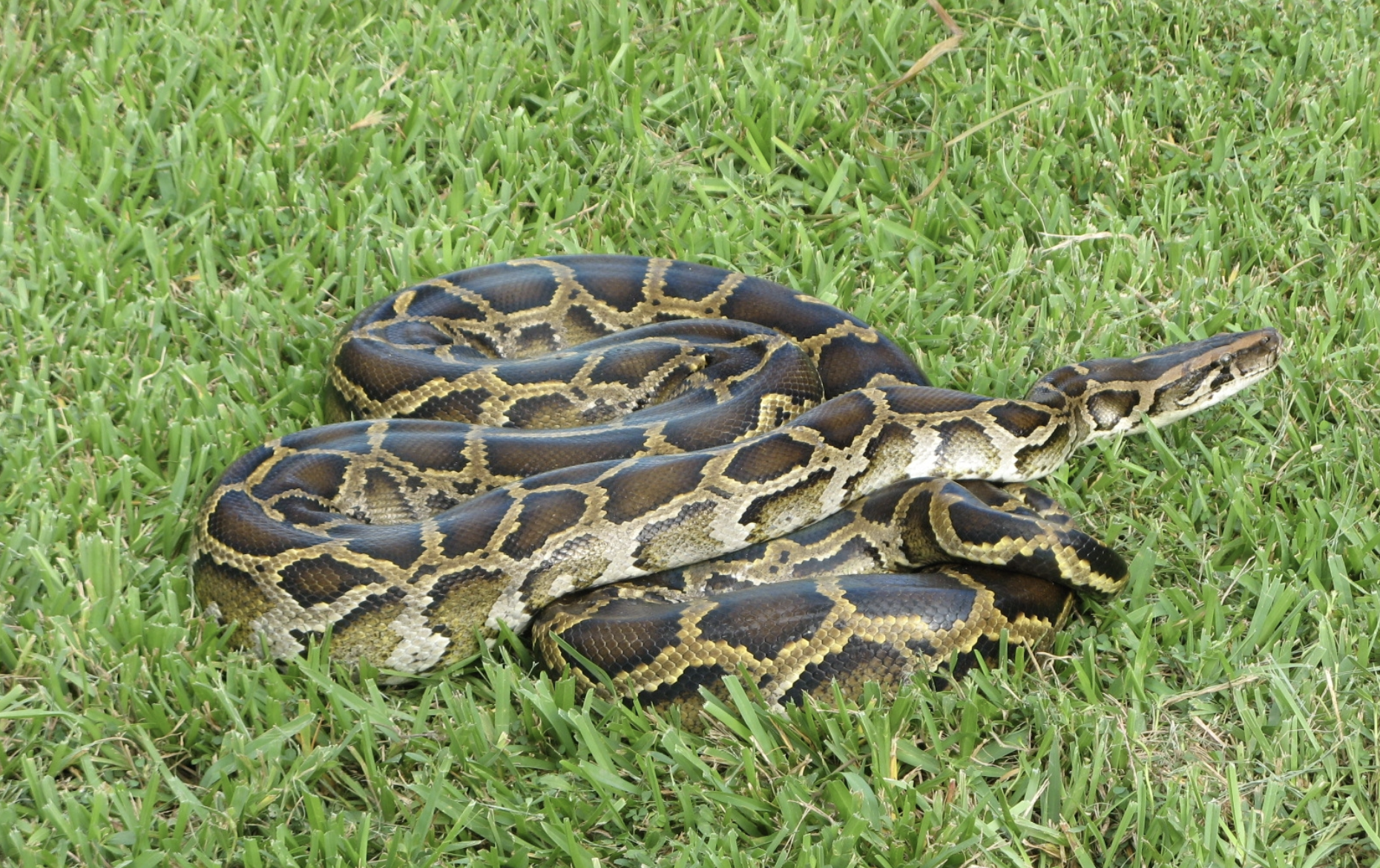 This Burmese python was captured in Everglades National Park in Florida, where the invasive snakes have established a large breeding population. (Susan Jewell/USFWS)