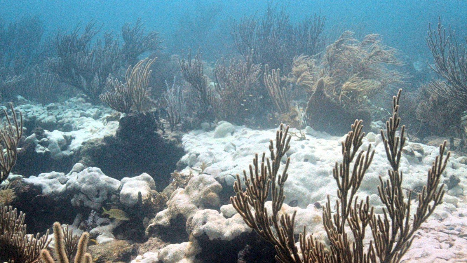 Coral bleaching; photo courtesy of NOAA.