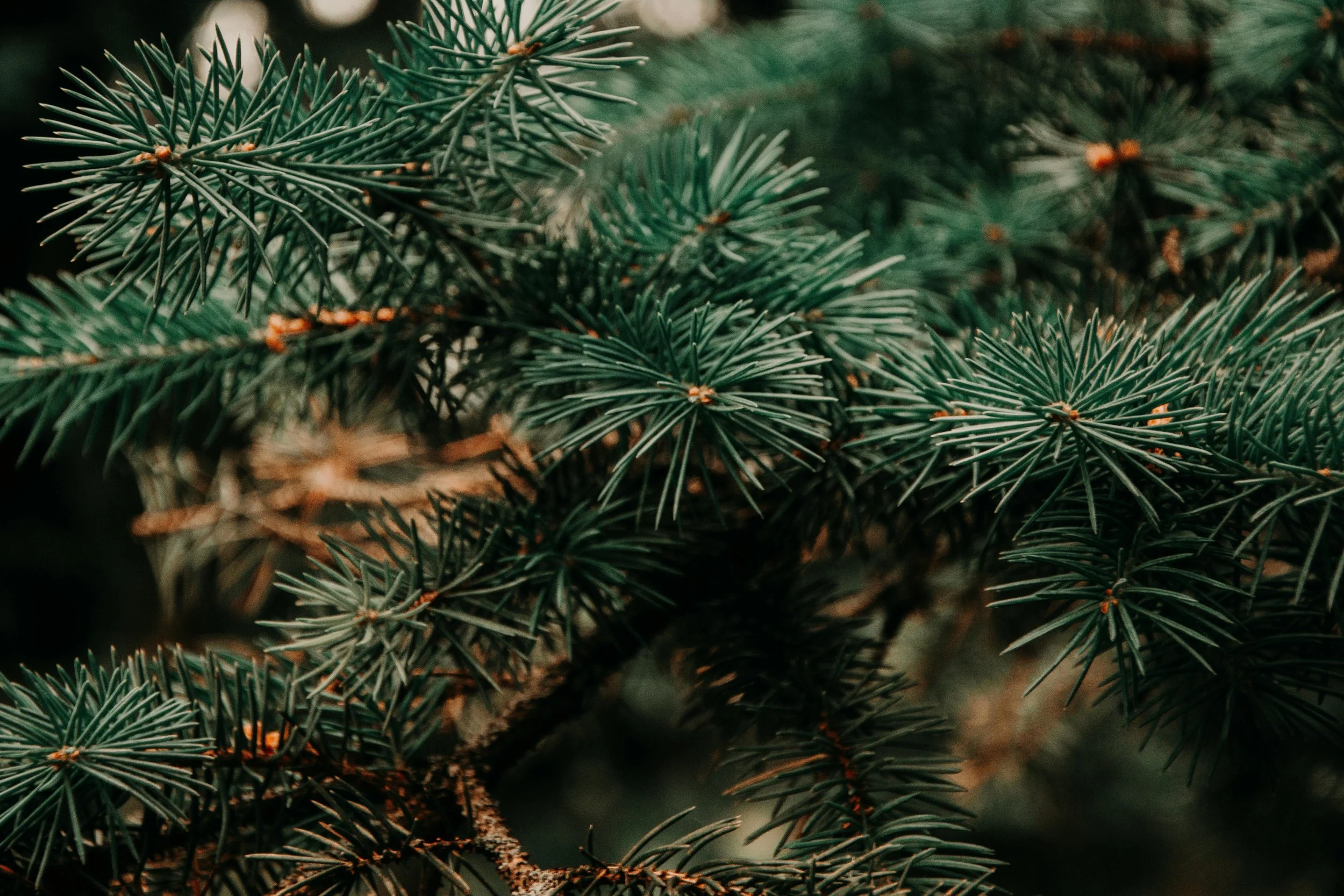   Photo by Irina Iriser, courtesy of Pexels.  