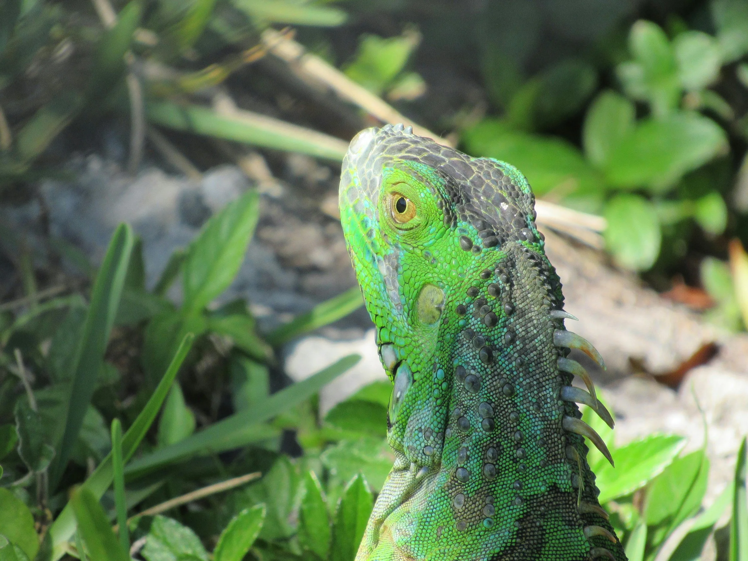 River of Grass: Restoration of the Everglades