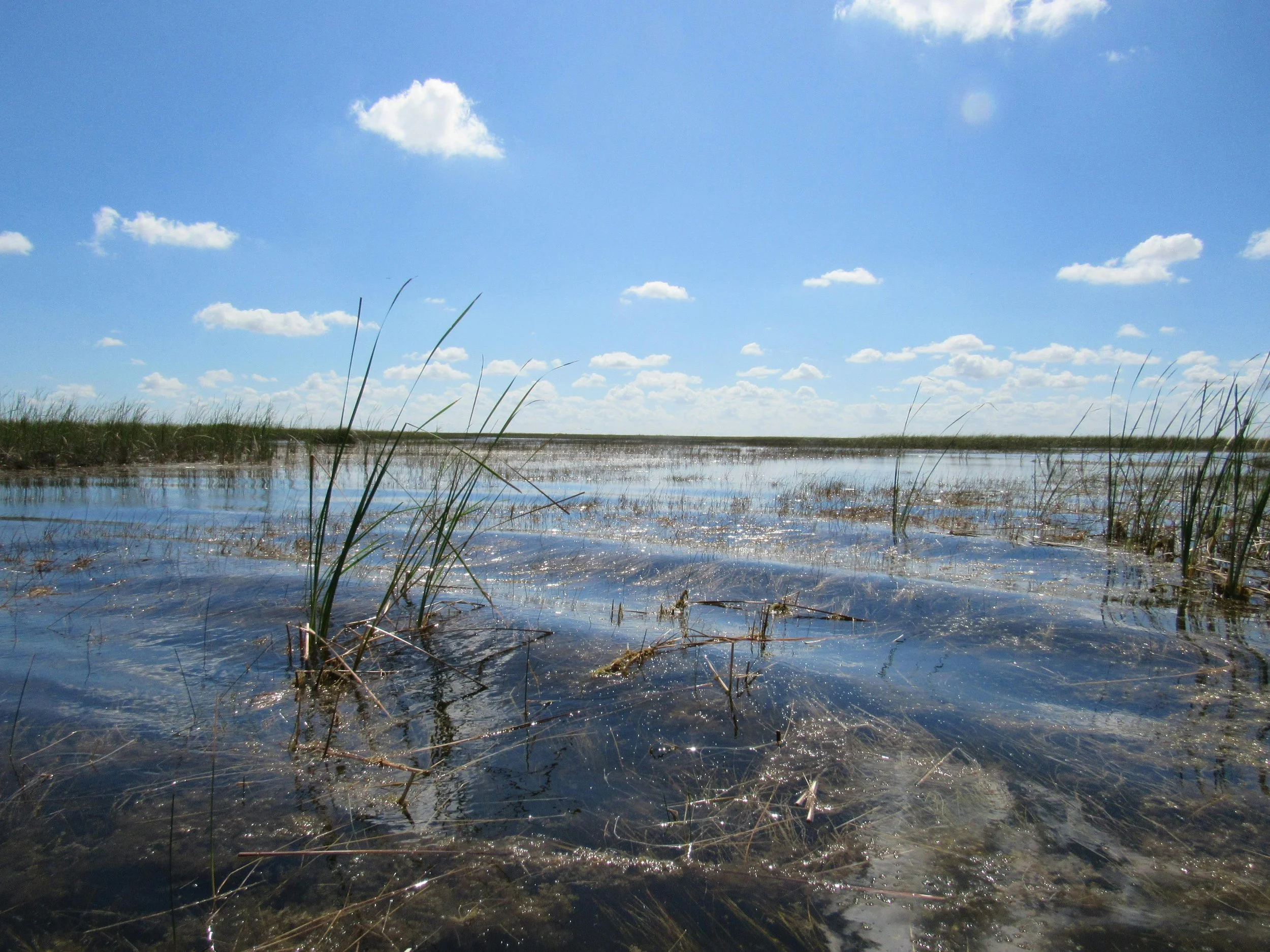 The Everglades; photo courtesy of Julito Elizalde, pexels.com.