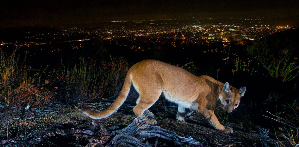 The 2020s: The Los Angeles Skyline, courtesy of the National Park Service
