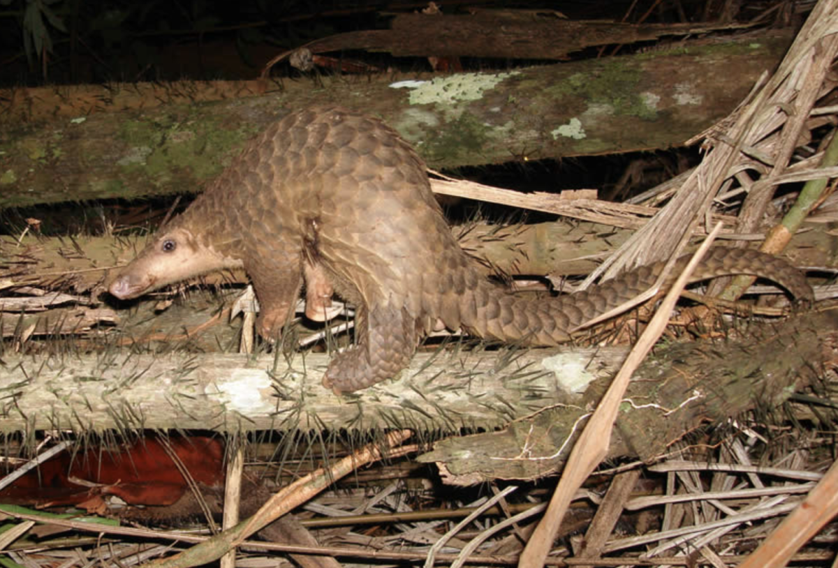 Pangolin population has declined by over 90 percent due to overhunting, triggering disruptions in entire ecosystems.