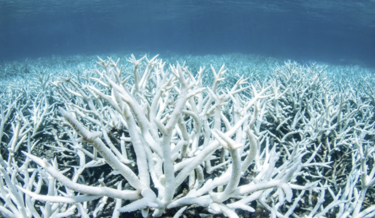 Bleached coral reef, 2024
