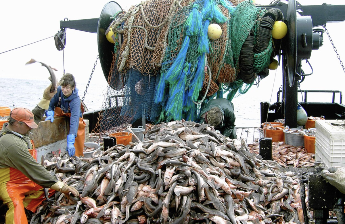A mountain of dogfish (Squalus acanthias) caught during a trawl survey. California, Southern California Bight