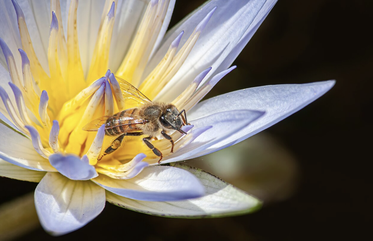 Bee (Apis mellifera scutellata) in lotus (Nelumbo nucifera) in Botanical Garden of São Paulo