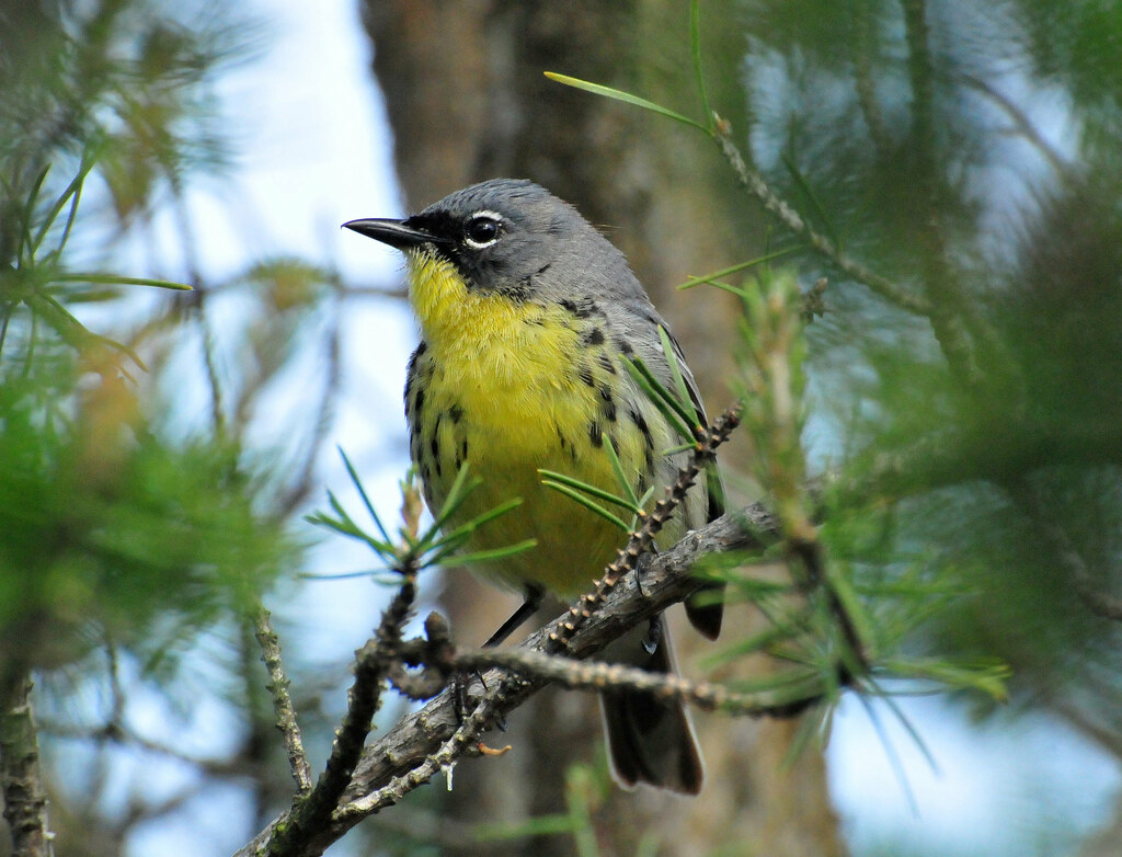 The 15th Annual Great Wisconsin Birdathon