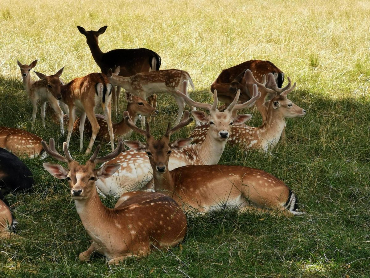Deer: The Ecological Crisis Hiding in Plain Sight