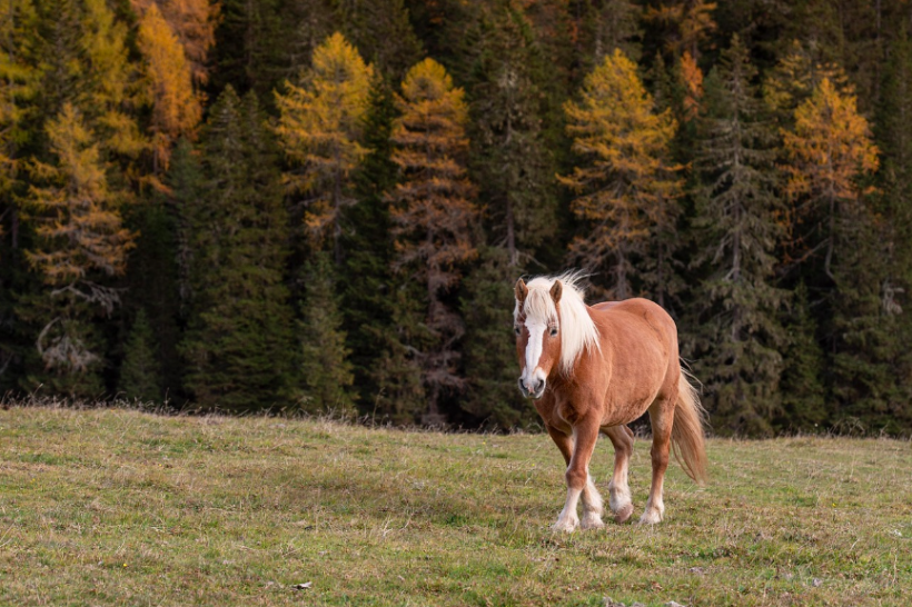 Wild horse on native fields, image courtesy of Eszter Miller