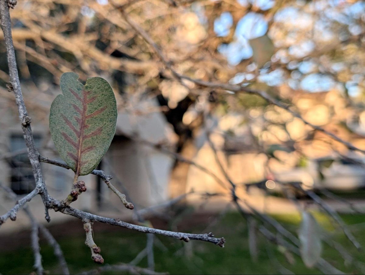 Discolored oak leaf showing distinctive vein pattern associated with early signs of oak wilt. Image from author.